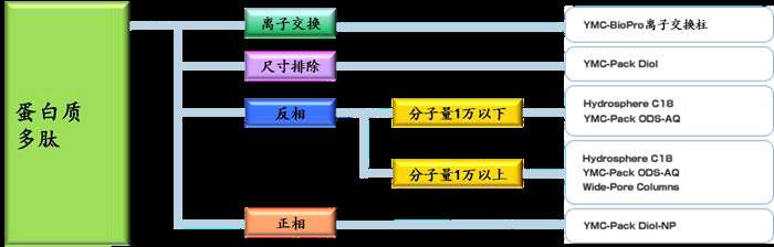 蛋白质分析的YMC色谱柱选择指南